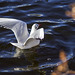 Black-Headed Gull