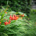 Crocosmia in the rain