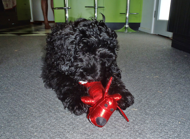 Elvis and his present