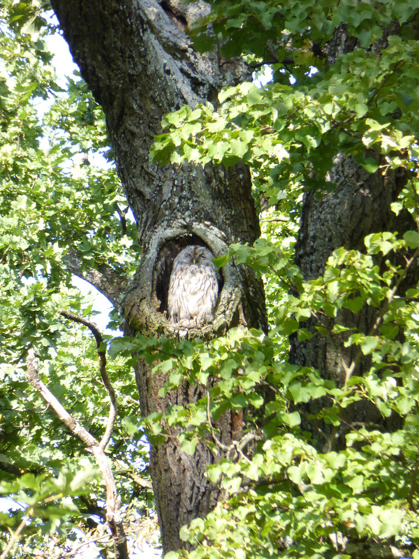 Uhu Kasimir