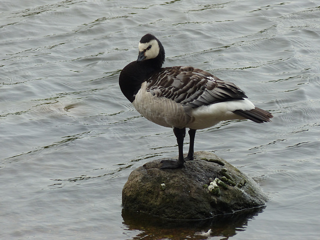 Barnacle Goose (1) - 1 August 2016