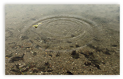 Wasseroberfläche beringt