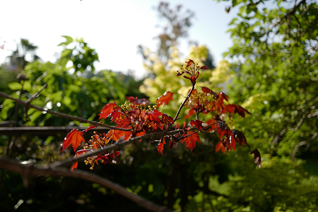 érable rouge, red-leaves maple