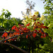 érable rouge, red-leaves maple