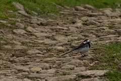 Pied Wagtail