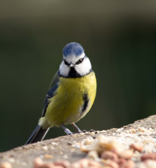 Blue tit (13)