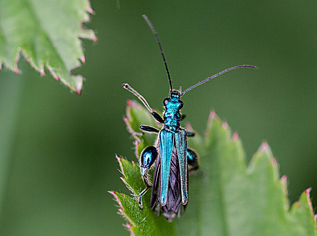 20110519 2807RMw [D~MI] Grüner Scheinbockkäfer (Oedemera nobilis), Großes Torfmoor, Hille