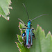 20110519 2807RMw [D~MI] Grüner Scheinbockkäfer (Oedemera nobilis), Großes Torfmoor, Hille