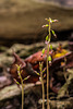 Corallorhiza odontorhiza (Autumn Coral Root orchid)