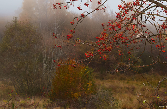 Novembre