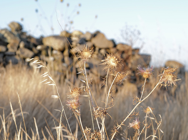 Galactites tomentosus, Thirsty Land Poetry