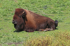 American Bison