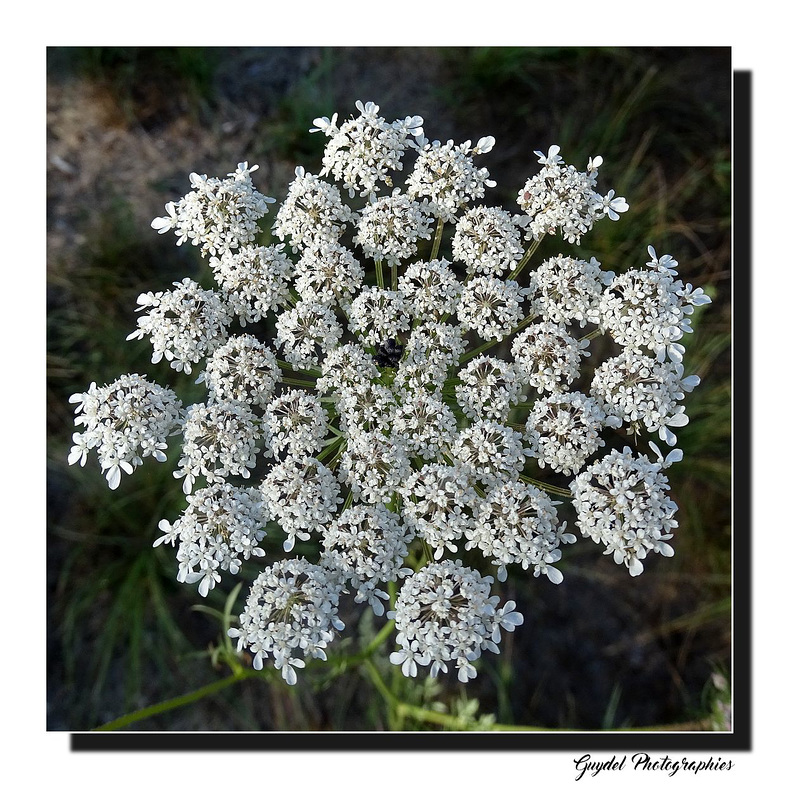 Daucus Carota ...