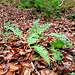 Gelappter Schildfarn (Polystichum aculeatum)