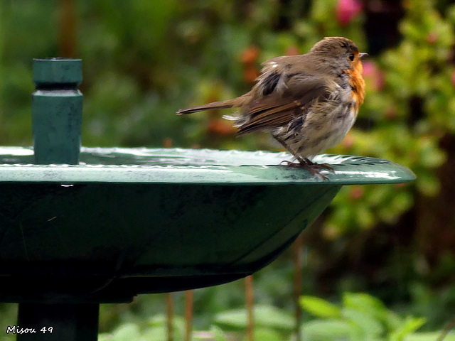 Dans mon jardin