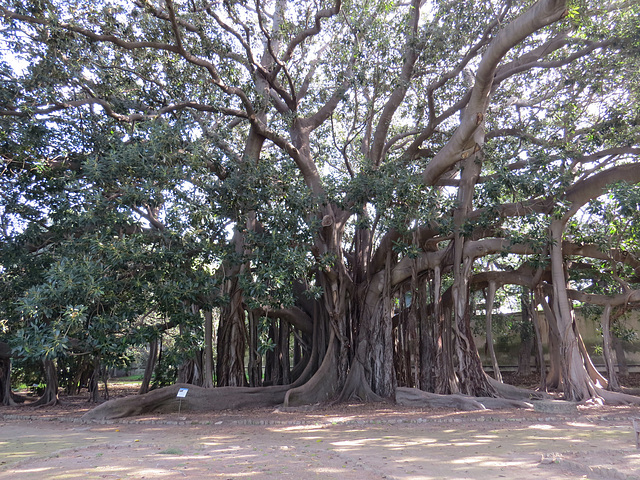 Jardin botanique, 3.