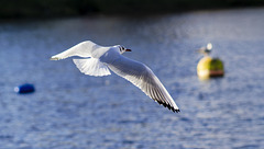 Black-Headed Gull in Flight