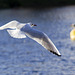 Black-Headed Gull in Flight