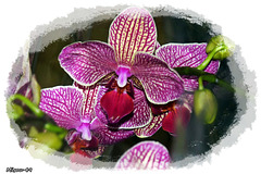 ORCHIDEE