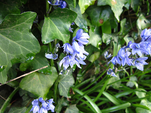 The bluebells are starting to blossom
