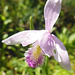 115  Die Moororchidee zeigt ihre Blütenschönheit