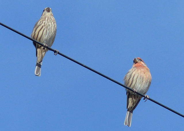 House Finch Pair - 16 October 2016