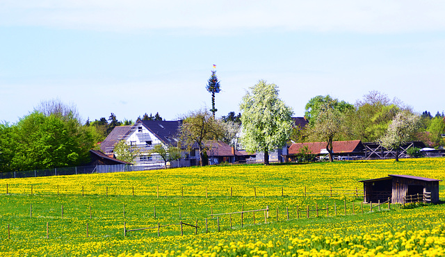 Mai in Winzenweiler