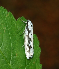 DSC 0457a