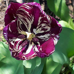 Tulip 'Queen of the Night' with virus