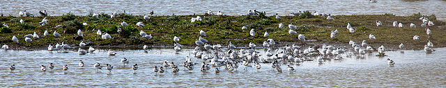 Avocets and gulls