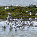 Avocets and gulls