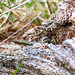 Common lizard