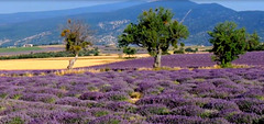 Prouvençau d'Aro ( provence maintenant )