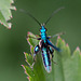 20110519 2808RMw [D~MI] Grüner Scheinbockkäfer (Oedemera nobilis), Großes Torfmoor, Hille