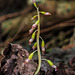 Corallorhiza odontorhiza (Autumn Coral Root orchid)