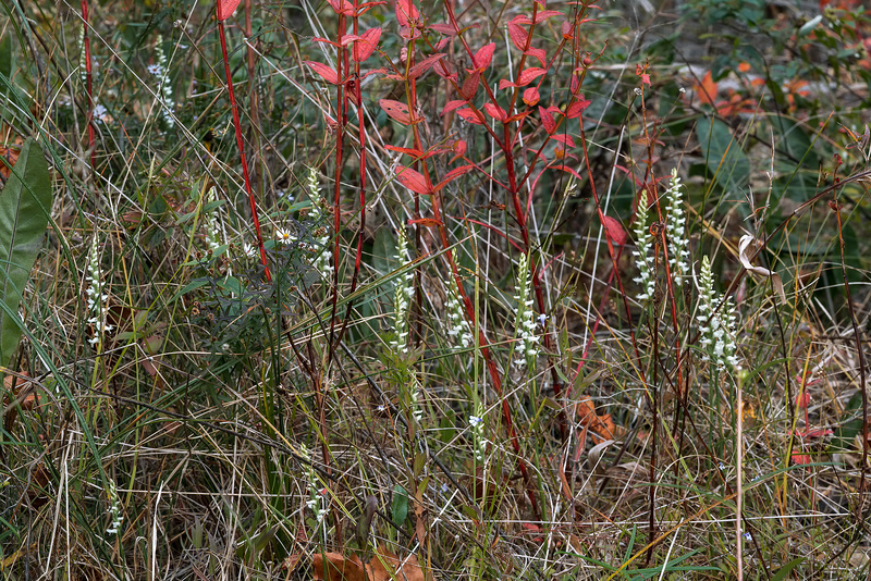 Spiranthes cernua (Nodding Ladies'-tresses orchid)