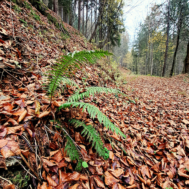 Gelappter Schildfarn (Polystichum aculeatum)