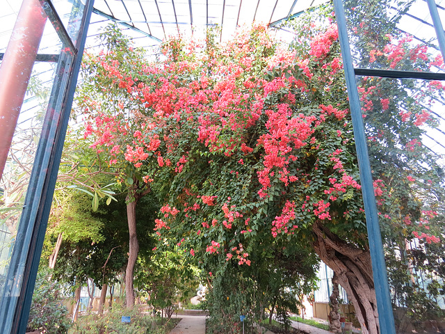 Jardin botanique, 4.