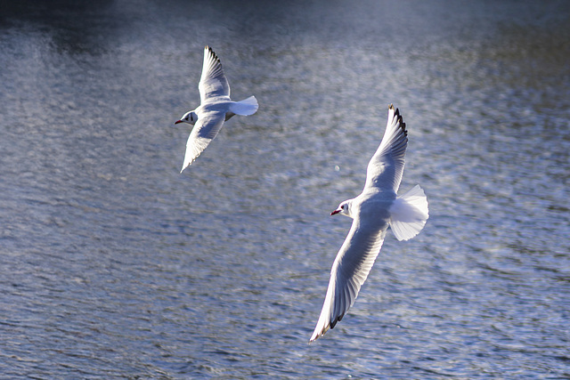 Black-Headed Gulls in Flight