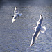 Black-Headed Gulls in Flight