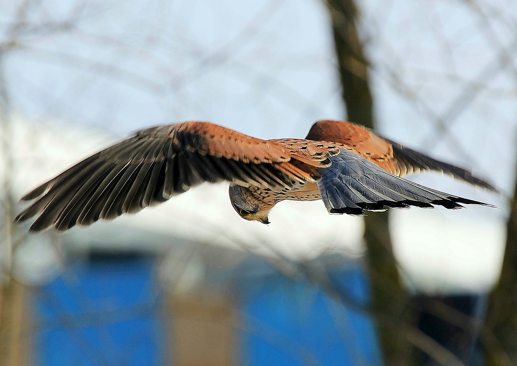 Der Rüttelfalke rüttelt (Turmfalke)