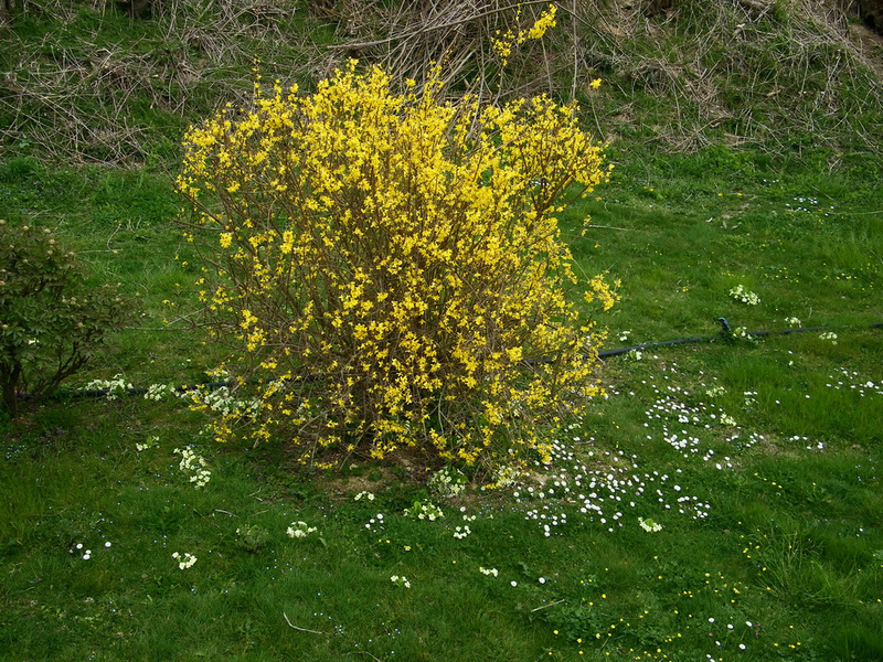 Forsythias