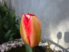 New tulip emerging
