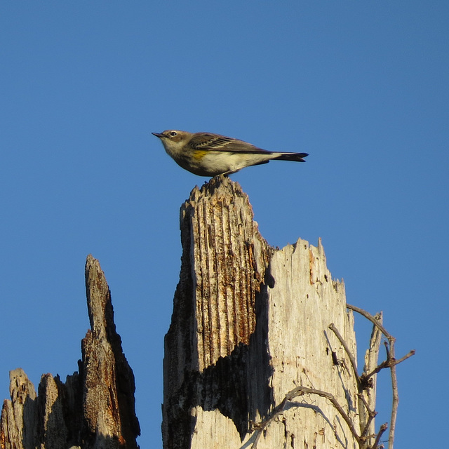 Yellow-rumped warbler