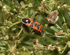 DSC 0445a