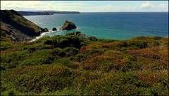 Crane Islands from above Basset Cove