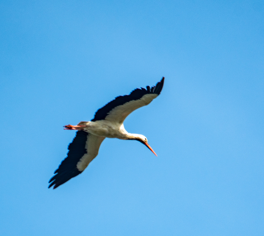 White stork