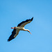 White stork