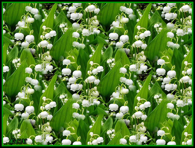 De petits brins de muguet, pour du bonheur toute l'année !