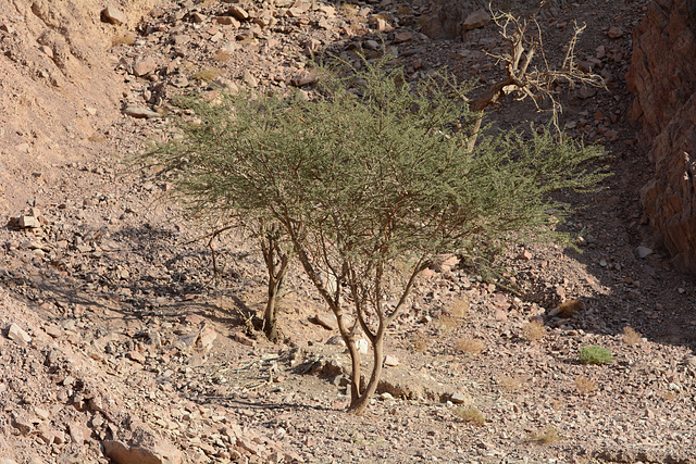 Israel, The Mountains of Eilat, Survival without Water